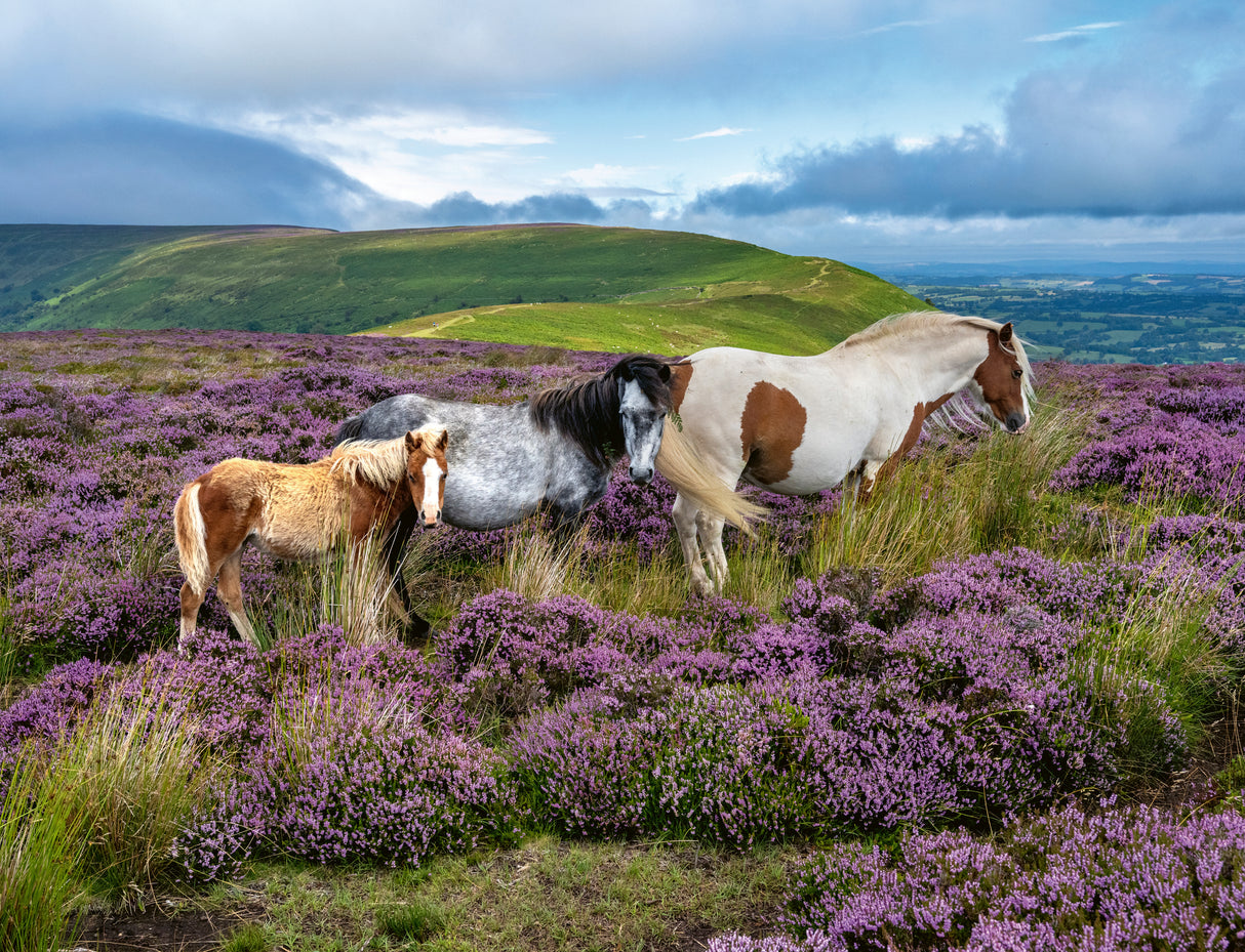 Ravensburger pusle 2000 tk: metsikud hobused aasal 12001751V