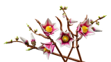 LEGO Botanicals Magnooliaoksad 11510L